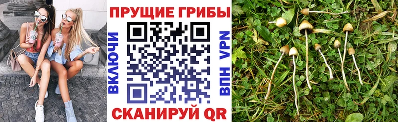 Псилоцибиновые грибы Cubensis  Красноярск 