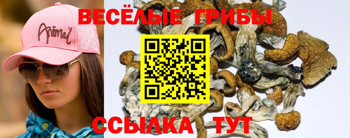 Псилоцибиновые грибы Psilocybine cubensis Красноярск